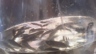 Pelihara Ikan Nila di Samping Rumah